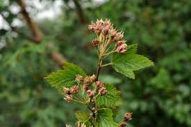 Image result for Centemopsis filiformis