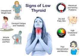 Low Thyroid And Weight Gain Dr Lipman