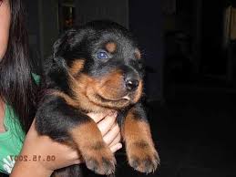A german shepherd rottweiler mix puppies. German Rottweiler Puppies For Sale In Arkansas Petsidi