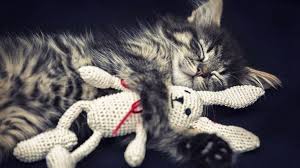 Hund Katze Maus Wo Und Wie Man Haustiere Selber Bestatten Darf