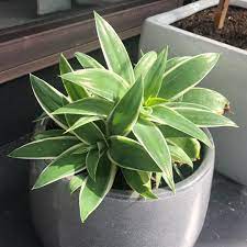 The foxtail attenuata ray of light is an attractive plant with unique features. Agave Attenuata Ray Of Light Fox Tail Agave In Gardentags Plant Encyclopedia