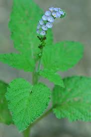 Image result for Heliotropium indicum