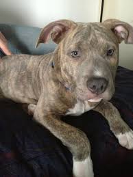Trainpetdog.com has been visited by 10k+ users in the past month 110 Pitbulls Ideas Pitbulls Dogs Pitbull Terrier