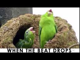 Birds Dancing To Music Youtube Original When The Beat Drops Green Edm Electro Bird Dance Buddies Youtube Funny Photoshop Parrot Bird