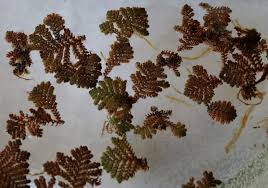 Image result for Azolla pinnata