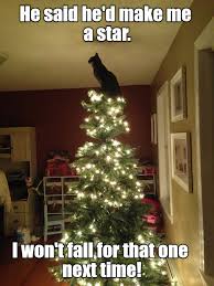 Christmas Star Funny Cat Photos Funny Animal Pictures Cat Memes