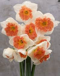 Precocious In 2020 Daffodil Bulbs Daffodils Spring Bulbs