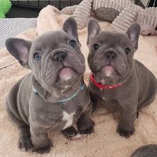 Anything which is not a toy! Aww Look At The Babies French Bulldog Puppies Bulldog Puppies Cute Dogs And Puppies