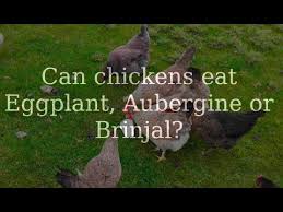 Check spelling or type a new query. Can Chickens Eat Eggplant Aubergine Or Brinjal Youtube