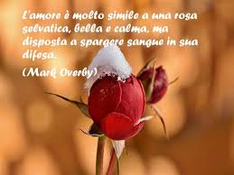 I colori sono arancione, giallo, rosso, rosa. Frasi Sulle Rose 220 Aforismi Citazioni Canzoni E Immagini Su Questi Meravigliosi Fiori Aforismi E Citazioni