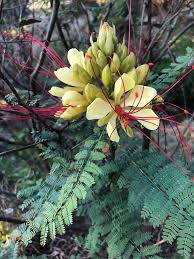 Image result for Erythrostemon