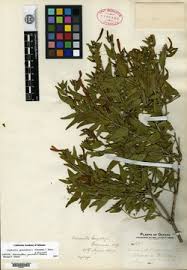 Image result for Acanthopale pubescens