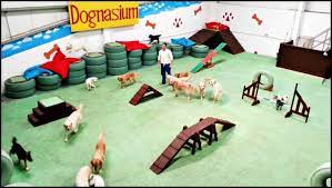 Luxury Indoor Boarding A Unique Alternative To Boarding Dog Daycare Design Dog Daycare Pet Daycare