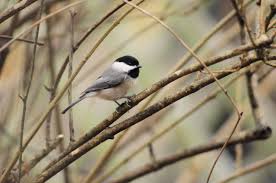 Identify birds in north america for bird watching or as a bird guide. Bird Conservation In South Carolina South Carolina Wild