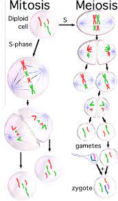Meiosis mitosis diploid haploid meiosis 2 gametes fertilization zygote sister. Meiosis The Biology Primer