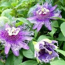 Is it safe to eat fruit with passiflora incarnata? Pdf The Passiflora Genus New Perspectives In Flower Production In Controlled Environment