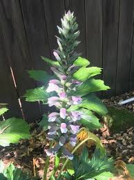 Image result for Acanthus