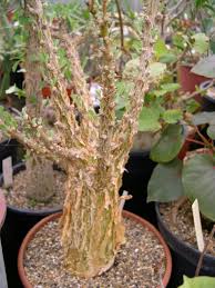 Image result for Sesamothamnus lugardii