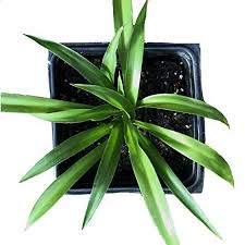 Image result for Chlorophytum pauper
