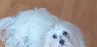 Il 26 agosto è la giornata mondiale del cane. Mker0sjvip G3m