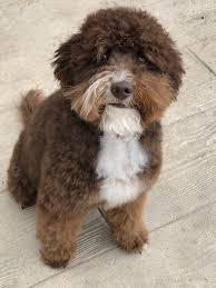 | skip to page navigation. Labradoodles Of Montana Labradoodle Australian Labradoodle Labradoodle Mini