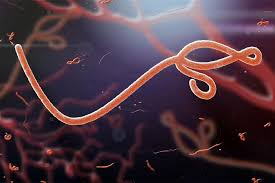 Virus adalah mikroorganisme patogen yang hanya dapat bereplikasi di dalam sel makhluk hidup karena mereka tidak memiliki perlengkapan seluler untuk bereproduksi sendiri. Ebola Lifepack Id