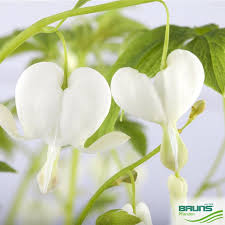 Image result for Dicentra spectabilis alba