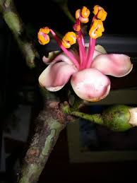Image result for Ceiba pentandra