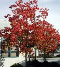 Image result for Sapium