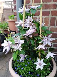 Maybe you would like to learn more about one of these? Raymond Evison Clematis Clematis Garten