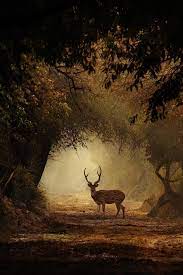 15 Best Artistic Wildlife Photos By Indian Wildlife Photographer Aarzoo Khurana Wildlife Photos Wildlife Wildlife Photography