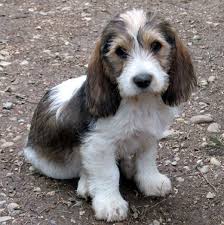 Basset Griffon Vendeen Petit Breed Guide Learn About The Basset Griffon Vendeen Petit Dog Breed Names Dog Breeds Dogs
