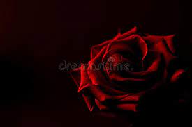 Verschiedene rosa, lila, rote blumen, isoliert auf schwarzem hintergrund. Roter Rosen Schwarzer Hintergrund Stockbild Bild Von Elegant Floral 49940319