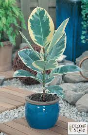 Image result for Ficus elastica