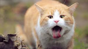 Kedilerin Midesi Bulanir Mi Kedi Ajans Blog Kediler Hakkinda A Dan Z Ye