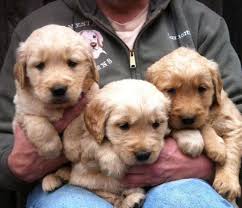 The majority of our members are located in north and central ohio and suburban cleveland and akron. Akc Golden Retriever Puppies For Sale In Big Canoe Georgia Classified Americanlisted Com