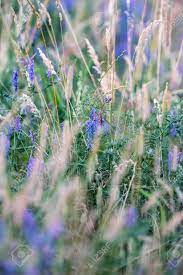 Check spelling or type a new query. Wild Purple Flowers Between Tall Yellow Grass Stock Photo Picture And Royalty Free Image Image 139102628