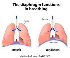 To develop proper diaphragmatic breathing exercises, focus on using . What Would Happen If Your Diaphragm Were Damaged And Had A Hole In It Quora