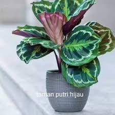 Tanaman Hias Chalathea Silver Back Silverblack Lebih Rimbun Tanaman Hidup Bunga Hidup Murah Shopee Indonesia