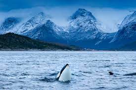 Join us with the legend of the orcas for this fascinating journey our wonderful usea qualified and all guiding and transport to the field for seeking orcas and large whales on modern zodiac style boat. Orcas In Nord Norwegen Eine Fotografische Herausforderung