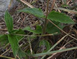 Image result for Tridax