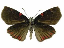 Image result for Phaulopsis sangana