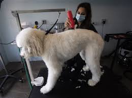 Mscc's pet grooming plus program is a 600 hr. Lather Rinse Repeat Pet Groomers Get Busy With Canine Shampoos And Haircuts The Blade