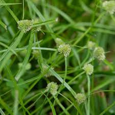 Image result for Kyllinga squamulata