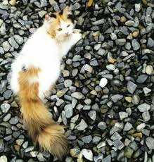 Diatas admin sudah bagikan informasi mengenai daftar harga kucing anggora terbaru dari berbagai jenis kucing anggora dan juga dari umur yang yang sudah admin sajikan. Harga Kucing Anggora Anakan Dan Dewasa Terbarunya Hobinatang