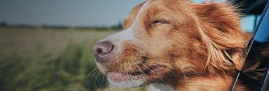 Uscis reports that the online case status for an ead. Simparica Trio Simparica Flea Tick Heartworm Protection For Dogs