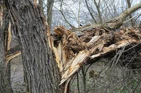 You need to press the broken pieces of the cracked branch together, bind them in place with grafting tape and let mother nature do the rest. Saving A Split Tree Thriftyfun
