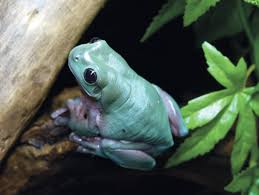 Check spelling or type a new query. White S Treefrogs Reptiles Magazine