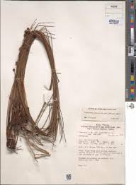 Image result for Actinoschoenus