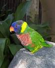 kaka 2 parrots talking funny fish